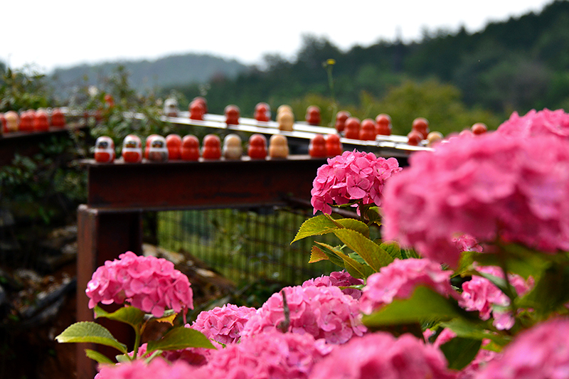 Hoa cẩm tú cầu màu hồng ở chùa katsuoji