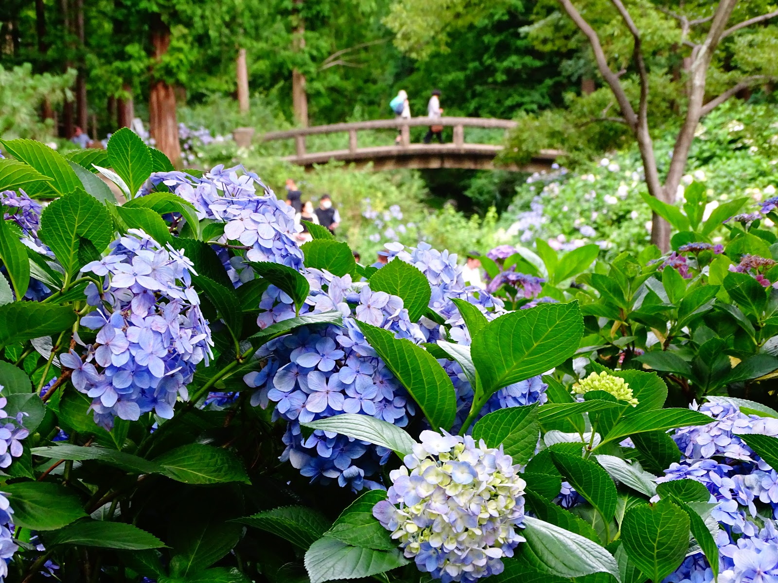 Hình ảnh hoa cẩm tú cầu ở công viên Nagai