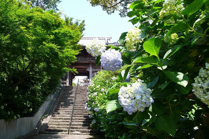 Hoa cẩm tú cầu tại chùa chokeji